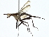  ( - BIOUG93339-E05)  @11 [ ] CreativeCommons - Attribution (2022) CBG Photography Group Centre for Biodiversity Genomics