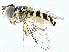  ( - BIOUG93339-E10)  @11 [ ] CreativeCommons - Attribution (2022) CBG Photography Group Centre for Biodiversity Genomics