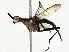  ( - BIOUG93340-C01)  @11 [ ] CreativeCommons - Attribution (2022) CBG Photography Group Centre for Biodiversity Genomics