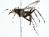  ( - BIOUG93340-C03)  @11 [ ] CreativeCommons - Attribution (2022) CBG Photography Group Centre for Biodiversity Genomics