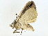  ( - BIOUG93340-F03)  @11 [ ] CreativeCommons - Attribution (2022) CBG Photography Group Centre for Biodiversity Genomics