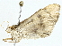  ( - BIOUG93341-D04)  @11 [ ] CreativeCommons - Attribution (2022) CBG Photography Group Centre for Biodiversity Genomics
