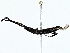  ( - BIOUG95301-E04)  @11 [ ] CreativeCommons - Attribution (2022) CBG Photography Group Centre for Biodiversity Genomics