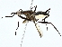  ( - BIOUG95314-E08)  @11 [ ] CreativeCommons - Attribution (2022) CBG Photography Group Centre for Biodiversity Genomics