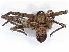  ( - BIOUG95314-H10)  @11 [ ] CreativeCommons - Attribution Non-Commercial Share-Alike (2022) CBG Photography Group Centre for Biodiversity Genomics
