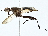  ( - BIOUG95334-B12)  @11 [ ] CreativeCommons - Attribution (2022) CBG Photography Group Centre for Biodiversity Genomics