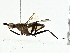  ( - BIOUG95334-C01)  @11 [ ] CreativeCommons - Attribution (2022) CBG Photography Group Centre for Biodiversity Genomics