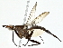  ( - BIOUG95334-C02)  @11 [ ] CreativeCommons - Attribution (2022) CBG Photography Group Centre for Biodiversity Genomics