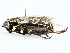  ( - BIOUG95334-C05)  @11 [ ] CreativeCommons - Attribution (2022) CBG Photography Group Centre for Biodiversity Genomics