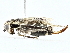  ( - BIOUG95334-C06)  @11 [ ] CreativeCommons - Attribution (2022) CBG Photography Group Centre for Biodiversity Genomics