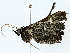  ( - BIOUG95335-A12)  @11 [ ] CreativeCommons - Attribution (2022) CBG Photography Group Centre for Biodiversity Genomics
