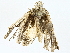  ( - BIOUG95335-B07)  @11 [ ] CreativeCommons - Attribution (2022) CBG Photography Group Centre for Biodiversity Genomics