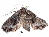  ( - BIOUG31199-G01)  @13 [ ] CreativeCommons - Attribution (2017) CBG Photography Group Centre for Biodiversity Genomics