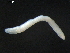  ( - DPMIT-31-42)  @13 [ ] CreativeCommons - Attribution (2010) CBG Photography Group Centre for Biodiversity Genomics
