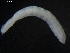  ( - DPMIT-31-44)  @13 [ ] CreativeCommons - Attribution (2010) CBG Photography Group Centre for Biodiversity Genomics