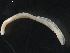  ( - DPMIT-31-47)  @14 [ ] CreativeCommons - Attribution (2010) CBG Photography Group Centre for Biodiversity Genomics