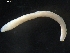  ( - DPMIT-31-50)  @13 [ ] CreativeCommons - Attribution (2010) CBG Photography Group Centre for Biodiversity Genomics