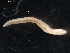  ( - DPMIT-31-59)  @13 [ ] CreativeCommons - Attribution (2010) CBG Photography Group Centre for Biodiversity Genomics