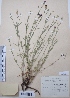  (Dianthus mainensis - CCDB-26253-F08)  @11 [ ] CreativeCommons - Attribution Non-Commercial Share-Alike (2016) Evgeny Zibzeev Central Ciberian Botanical Garden