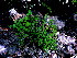  ( - CCDB-26258-B11)  @11 [ ] CreativeCommons - Attribution Non-Commercial Share-Alike (2016) Evgeny Zibzeev Central Ciberian Botanical Garden
