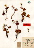  (Ranunculus schmakovii - CCDB-26258-C08)  @11 [ ] CreativeCommons - Attribution Non-Commercial Share-Alike (2016) Evgeny Zibzeev Central Ciberian Botanical Garden