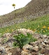  (Ranunculus revuschkinii - CCDB-26258-D06)  @11 [ ] CreativeCommons - Attribution Non-Commercial Share-Alike (2016) Evgeny Zibzeev Central Ciberian Botanical Garden
