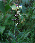  (Pedicularis brachystachys - CCDB-26258-E09)  @11 [ ] CreativeCommons - Attribution Non-Commercial Share-Alike (2016) Evgeny Zibzeev Central Ciberian Botanical Garden