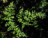  ( - CCDB-26258-E12)  @11 [ ] CreativeCommons - Attribution Non-Commercial Share-Alike (2016) Evgeny Zibzeev Central Ciberian Botanical Garden