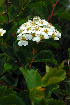  (Spiraea trilobata - CCDB-26258-G04)  @11 [ ] CreativeCommons - Attribution Non-Commercial Share-Alike (2016) Evgeny Zibzeev Central Ciberian Botanical Garden