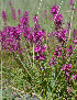  (Pedicularis moschata - CCDB-26258-G08)  @11 [ ] CreativeCommons - Attribution Non-Commercial Share-Alike (2016) Evgeny Zibzeev Central Ciberian Botanical Garden