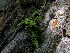  (Cystopteris diaphana - CCDB-26258-G12)  @11 [ ] CreativeCommons - Attribution Non-Commercial Share-Alike (2016) Evgeny Zibzeev Central Ciberian Botanical Garden