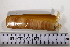  ( - SGN_NS_Ensis_minor_01)  @11 [ ] No Rights Reserved (nrr) (2021) Nakita Sallan Senckenberg (SGN) Frankfurt, Malacology dept.