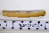  ( - SGN_NS_Ensis_leei_01)  @11 [ ] No Rights Reserved (nrr) (2021) Nakita Sallan Senckenberg (SGN) Frankfurt, Malacology dept.