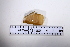  ( - SGN_NS_Ensis_magnus_08)  @11 [ ] No Rights Reserved (nrr) (2021) Nakita Sallan Senckenberg (SGN) Frankfurt, Malacology dept.