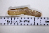  ( - SGN_NS_Ensis_magnus_06)  @11 [ ] No Rights Reserved (nrr) (2021) Nakita Sallan Senckenberg (SGN) Frankfurt, Malacology dept.