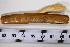  ( - SGN_NS_Ensis_minor_07)  @11 [ ] No Rights Reserved (nrr) (2021) Nakita Sallan Senckenberg (SGN) Frankfurt, Malacology dept.