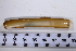  ( - SGN_NS_Ensis_sp_22)  @11 [ ] No Rights Reserved (nrr) (2021) Nakita Sallan Senckenberg (SGN) Frankfurt, Malacology dept.