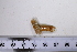  ( - SGN_NS_Ensis_sp_40)  @11 [ ] No Rights Reserved (nrr) (2021) Nakita Sallan Senckenberg (SGN) Frankfurt, Malacology dept.
