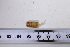  ( - SGN_NS_Ensis_sp_41)  @11 [ ] No Rights Reserved (nrr) (2021) Nakita Sallan Senckenberg (SGN) Frankfurt, Malacology dept.
