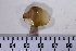  ( - SGN_NS_Ensis_sp_45)  @11 [ ] No Rights Reserved (nrr) (2021) Nakita Sallan Senckenberg (SGN) Frankfurt, Malacology dept.