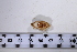  ( - SGN_NS_Ensis_sp_62)  @11 [ ] No Rights Reserved (nrr) (2021) Nakita Sallan Senckenberg (SGN) Frankfurt, Malacology dept.