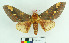  (Citheronia aroa - MHNC-ELH-BAR 0026)  @15 [ ] CreativeCommons - Attribution Non-Commercial (2012) Arturo Munos Saravia Museo de Historia Natural Alcide d'Orbigny