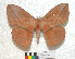  (Lonomia pseudobliqua - MHNC-ELH-BAR 0049)  @14 [ ] CreativeCommons - Attribution Non-Commercial (2012) Arturo Munos Saravia Museo de Historia Natural Alcide d'Orbigny