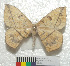  ( - MHNC-ELH-BAR 0054)  @13 [ ] CreativeCommons - Attribution Non-Commercial (2012) Arturo Munos Saravia Museo de Historia Natural Alcide d'Orbigny