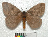 ( - MHNC-ELH-BAR 0069)  @11 [ ] CreativeCommons - Attribution Non-Commercial (2012) Arturo Munos Saravia Museo de Historia Natural Alcide d'Orbigny