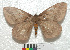  ( - MHNC-ELH-BAR 0070)  @11 [ ] CreativeCommons - Attribution Non-Commercial (2012) Arturo Munos Saravia Museo de Historia Natural Alcide d'Orbigny