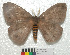  ( - MHNC-ELH-BAR 0072)  @11 [ ] CreativeCommons - Attribution Non-Commercial (2012) Arturo Munos Saravia Museo de Historia Natural Alcide d'Orbigny