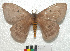  ( - MHNC-ELH-BAR 0073)  @11 [ ] CreativeCommons - Attribution Non-Commercial (2012) Arturo Munos Saravia Museo de Historia Natural Alcide d'Orbigny
