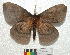  ( - MHNC-ELH-BAR 0074)  @11 [ ] CreativeCommons - Attribution Non-Commercial (2012) Arturo Munos Saravia Museo de Historia Natural Alcide d'Orbigny