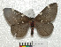  ( - MHNC-ELH-BAR 0079)  @11 [ ] CreativeCommons - Attribution Non-Commercial (2012) Arturo Munos Saravia Museo de Historia Natural Alcide d'Orbigny